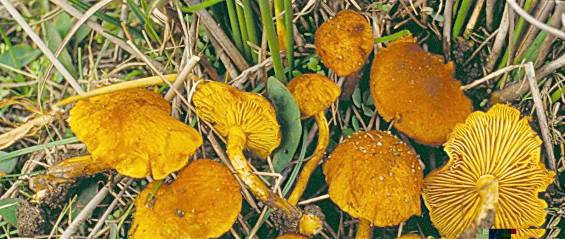 meraviglie mediterranee